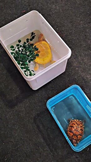 kontes reptile open turtle.