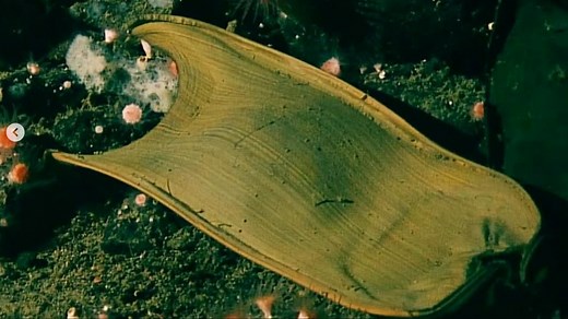 Scientists find '2.6 million golden eggs' near an underwater volcano off Canada