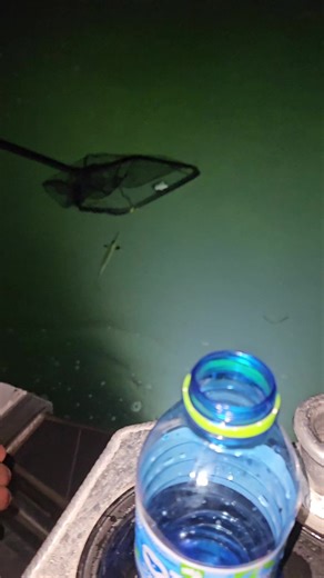 Dip Netting Gar: A Thrilling Adventure with Expert Tips