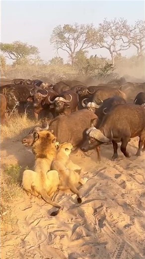 Brutal Lion Fight Caught on Camera 🦁🔥 | King of the Jungle Battle for Survival