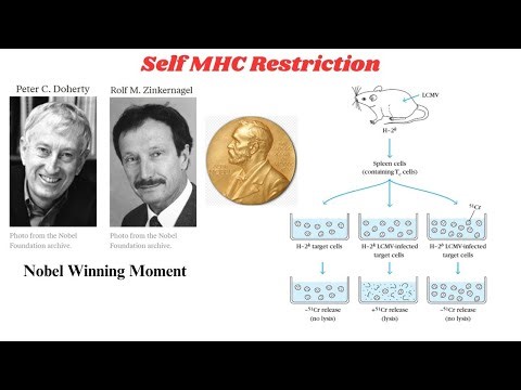 Self MHC Restriction