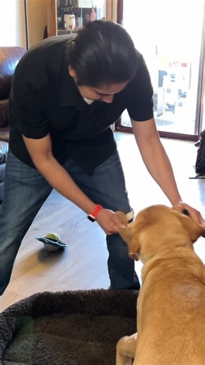 3.7K views · 134 reactions | You can't take the dog out of the guide  When the harness is on, guide dogs are "all business" - serious about their work, and focused on the safety of the team. When the harness comes off, however, it's play time! GDB client Alex Hernandez plays tug with their yellow Lab guide dog Adonis in a living room. #GuideDogsForTheBlind #IAmGDB #GuideDog | Guide Dogs for the Blind | Facebook