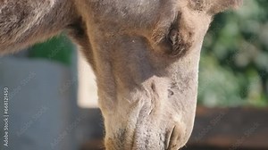 Close-up of a camel chewing food. A two-humped pack animal moves its jaws and eats food. Vertical video.