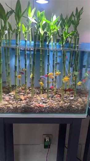 54K views · 406 reactions | Trying to plant bamboo in fish tank  #aquarium #aquariums #fishtank #aquariumfish #fishtankdiy #fish #aquariumlandscape #fishfarming | Fish Tank | Facebook