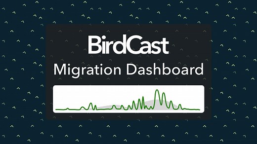 New BirdCast Migration Dashboard reveals nightly migration in near real time - eBird