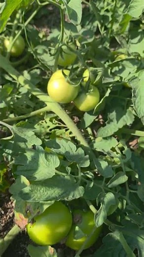 Organic Tomato Farming | Grow Healthy Tomatoes Naturally #greenscreen #green #explorepage #explore