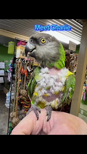 Adopt Charlie: Sweet 25-Year-Old Senegal Parrot