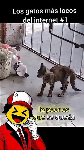 these cats are out of this world #humor #cats #animals #funnyanimals