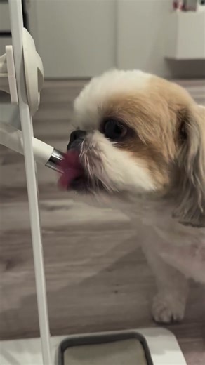 Perrito Shih Tzu tomando agua