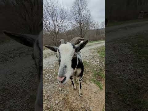 Donkey meets the baby goats