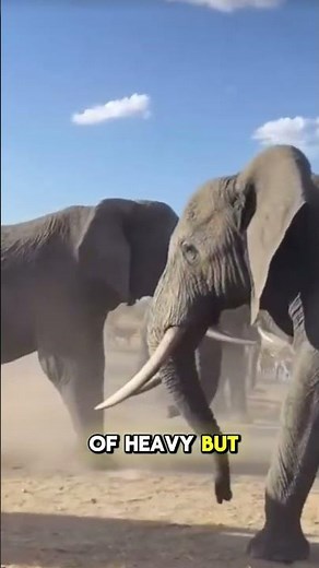 Elephant Family Migrates: Seeking Water and a New Life #ElephantMigration #EndangeredSpecies