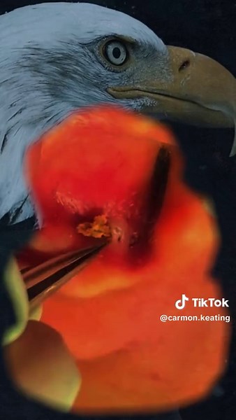 Carmon Keating on TikTok