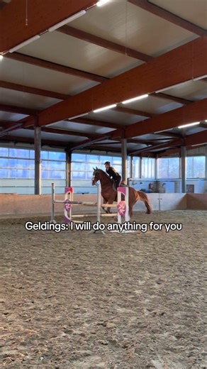 Understanding Horse Behavior: Geldings vs. Mares