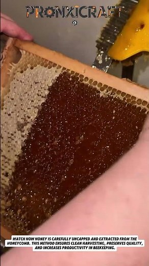 Satisfying Honey Harvesting Process | Clean & Efficient Honey Extraction