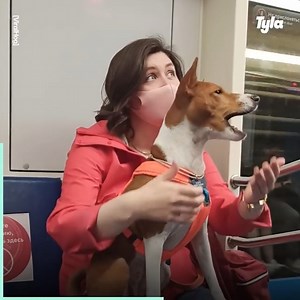 55K views · 1K reactions | Public transport is a lot more fun with these pawsome animals... 殺 | LADbible Australia | Facebook