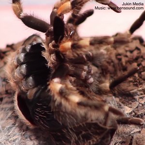 936K views · 2.4K shares | This tarantula is crawling out of its skin! | Daily Mail US | Facebook