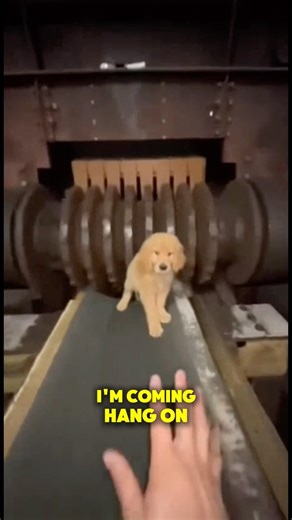 I SAVED This puppy from a Crazy Lady, What Happened After Will Shock You🐶 #shorts