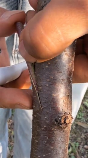 Spring Budding Technique For Trees 🍃| Easy Plant Grafting Method #nature #farming #yt
