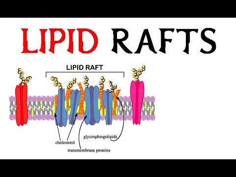 Lipid Rafts