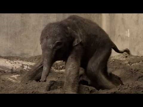 Baby Elephants Learns How To Use Its Trunk