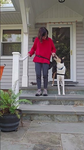 About me and the Service Dog Coach certificate program #servicedog #assistancedog