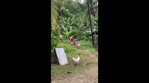 Farmer gives escaped pig a piggyback after it breaks free from pen