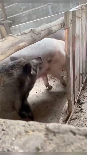 Wild Boars Competing in the Forest | Natural Wildlife Behavior 🐗 #wildboar #pig #pigfeed #pigtrap