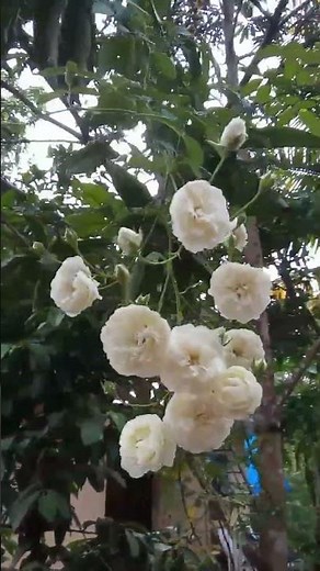രാവിലെ വൈകി ഉണരുന്നവർ നിർബന്ധമായും കാണണം...