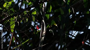 Slow motion of Bittersweet Nightshade or Solanum Dulcamara berries illuminating by the afternoon sunshine. Beautiful ripe red berries and green leaves of medicinal plant moving by the wind or breeze. Stock Video