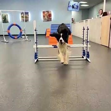 Border Collie Nails Agility Jumps | Impressive Dog Training in Action