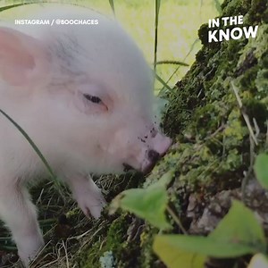 This little piggie will hop, skip, and jump right into your heart ❤️ | In The Know
