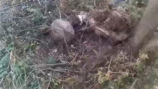 乌军中摩尔多瓦特种部队士兵遗体，发现了摩尔多瓦公民的护照、驾驶执照和手机，手机中发现了与乌克兰武装分子及武器的自拍照。