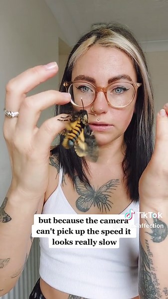 Fascinating Facts About Hawk Moths and Their Wing Speed