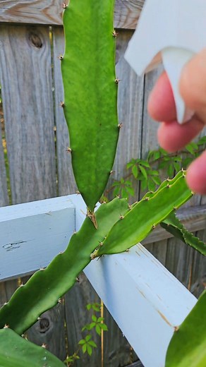 🚀🌵 Hydrogen peroxide to the rescue for cactus rust on dragon fruit stems. Treat at the first sign of the problem and keep your dragons healthy. 💧🐉✨ #SpaceCoastDragonFruit #DragonFruit #CactusCare #PlantRescue #HydrogenPeroxide #Pitaya #GardenFix #FloridaGrower #PlantLovers #SpaceGarden | Space Coast Dragon Fruit