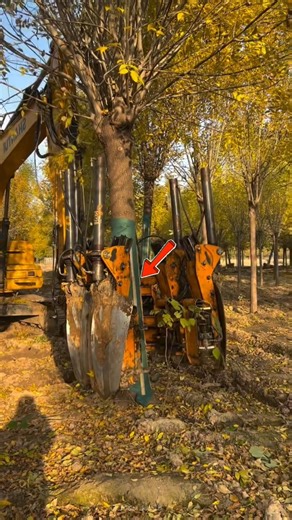 Japan’s Incredible Tree Relocation Machine Will Blow Your Mind 🌳🤯#shortsfeed #facts