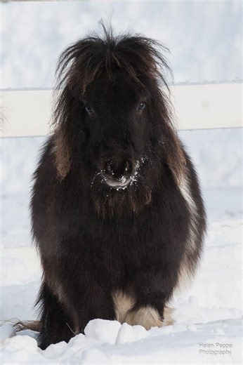 Benston Shetland Pony Stud