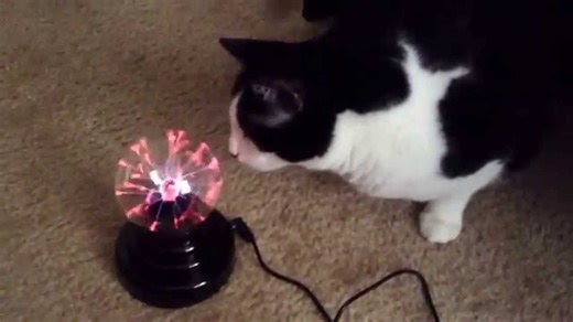 Cat puzzled by plasma ball.
