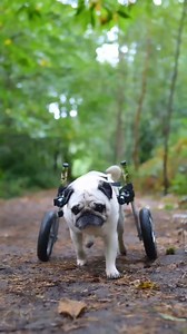 1.4K views · 343 reactions | Meet @thepuggysmalls!  Earlier this...