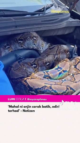 Ku ingat kecil je tapi besarnyaaaaa 🎥: @yanihamzan P/s: Video ini bukan milik Sirap Limau dan kredit telah diberikan kepada pemilik asal. Jika anda ingin kami menurunkan video tersebut, sila hantarkan DM kepada kami dengan segera. Terima kasih!