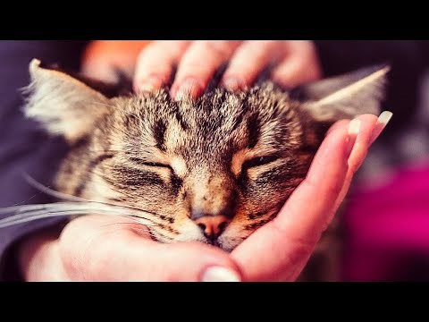 SO massierst du deine Katze gesund! ✅