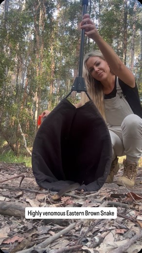 Highly Venomous Eastern Brown Snake Release …Did you even see it go? ⚡️ They waste no time in getting away. They want nothing to do with us at all and will take every opportunity to escape if they can, with lightning speed. They don’t chase people and they’re not aggressive, just a little misunderstood. #sunshinecoast #sunnycoast #snakecatcher #venom@#snake #snakes #easternbrownsnake #australia #wildlife #nature #facts #viralvideos #animals | That Snake Lady