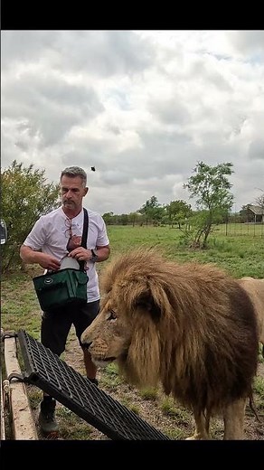 So HAPPY Icarus the LION was Able to Jump in the Car #lion #cat #nature