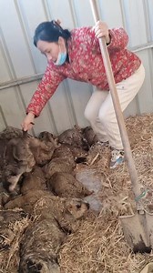 293K views · 1.4K reactions | Austrian Gardens​ , Farm Austrian Gardens​ part 132 | Mouse | Facebook