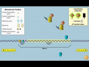 Virtual laboratory Gene Expression Essentials in PhET Interactive Simulations