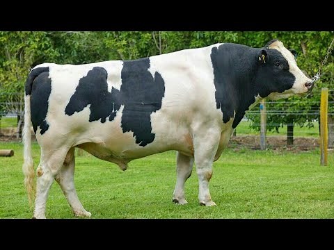 Holstein bulls