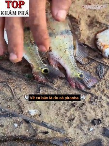 Amazon Tập 3, Đầu to bắt được cá trình điện, đi bắt cá sấu sợ quá chạy về | Top Khám Phá