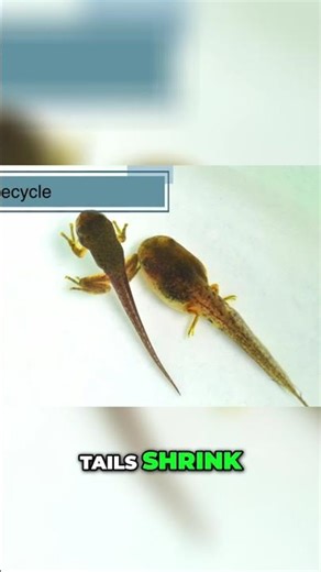 Frog Metamorphosis: From Tadpole to Land Dweller! #shorts