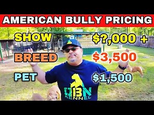 Exploring the High Cost of American Bullies