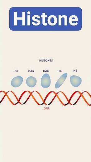 Histone chromatin #chromosome #histone #chromatin #DNA #protein #biotechreview