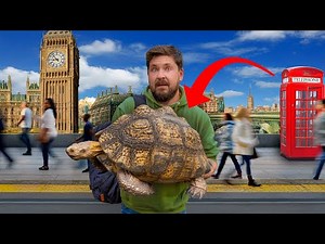 Private Tour of UK’s Best Turtle and Tortoise Rescues and Zoos